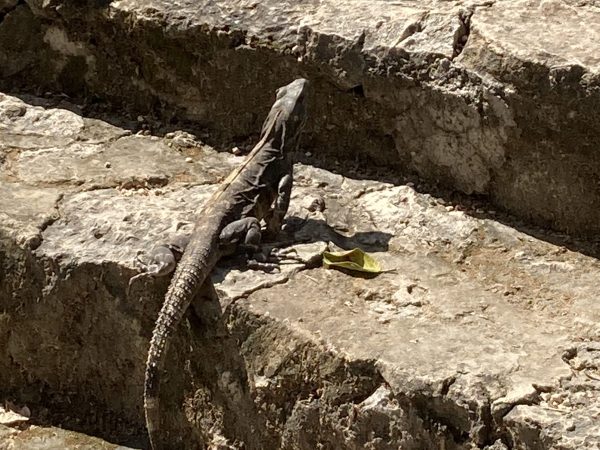 der nächste Schritt für die Menschheit Die nächste Stufe der Evolution des Menschen, das Verlernen.